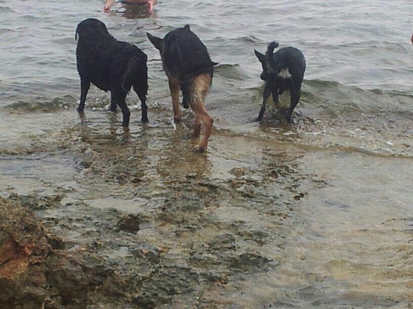 Playa Para Perros en Gran Alacant, Por Fin!!!